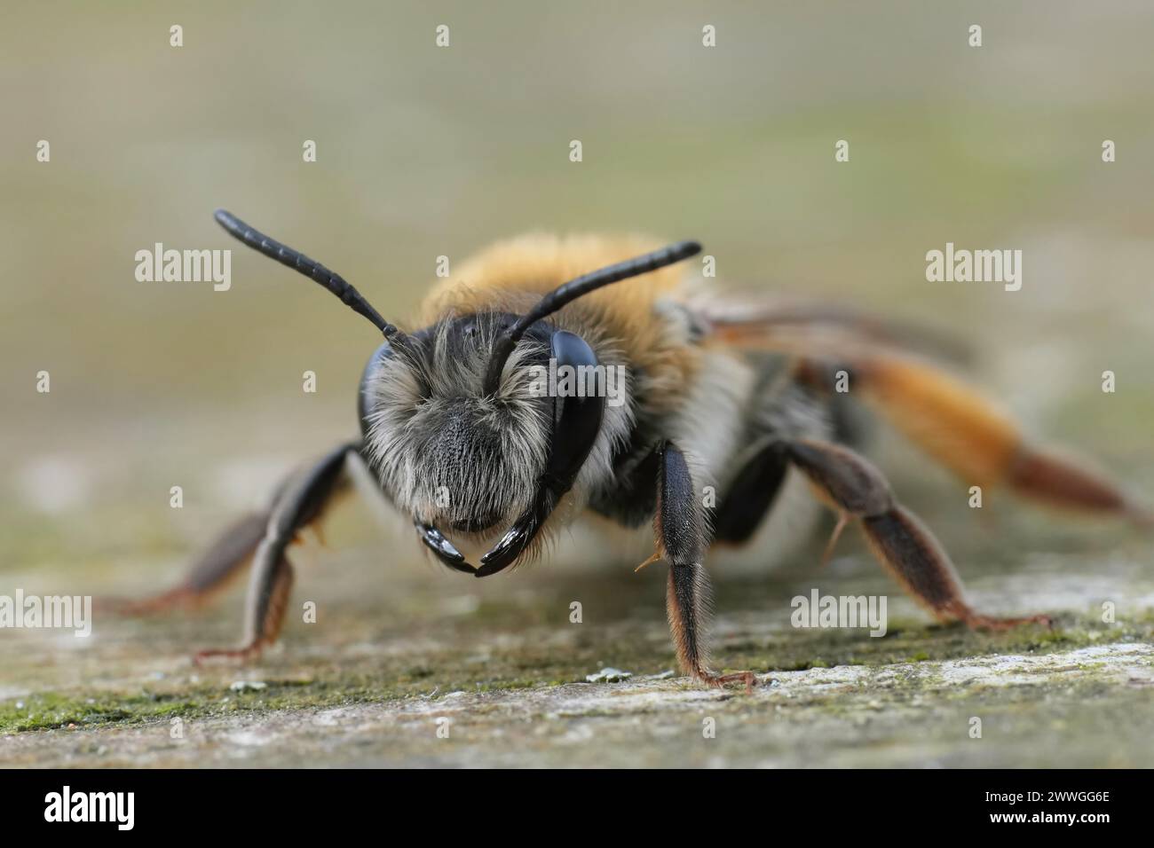 Dettaglio facciale dettagliato su una femmina dell'ape mineraria grigia, Andrena tibialis seduta su legno Foto Stock