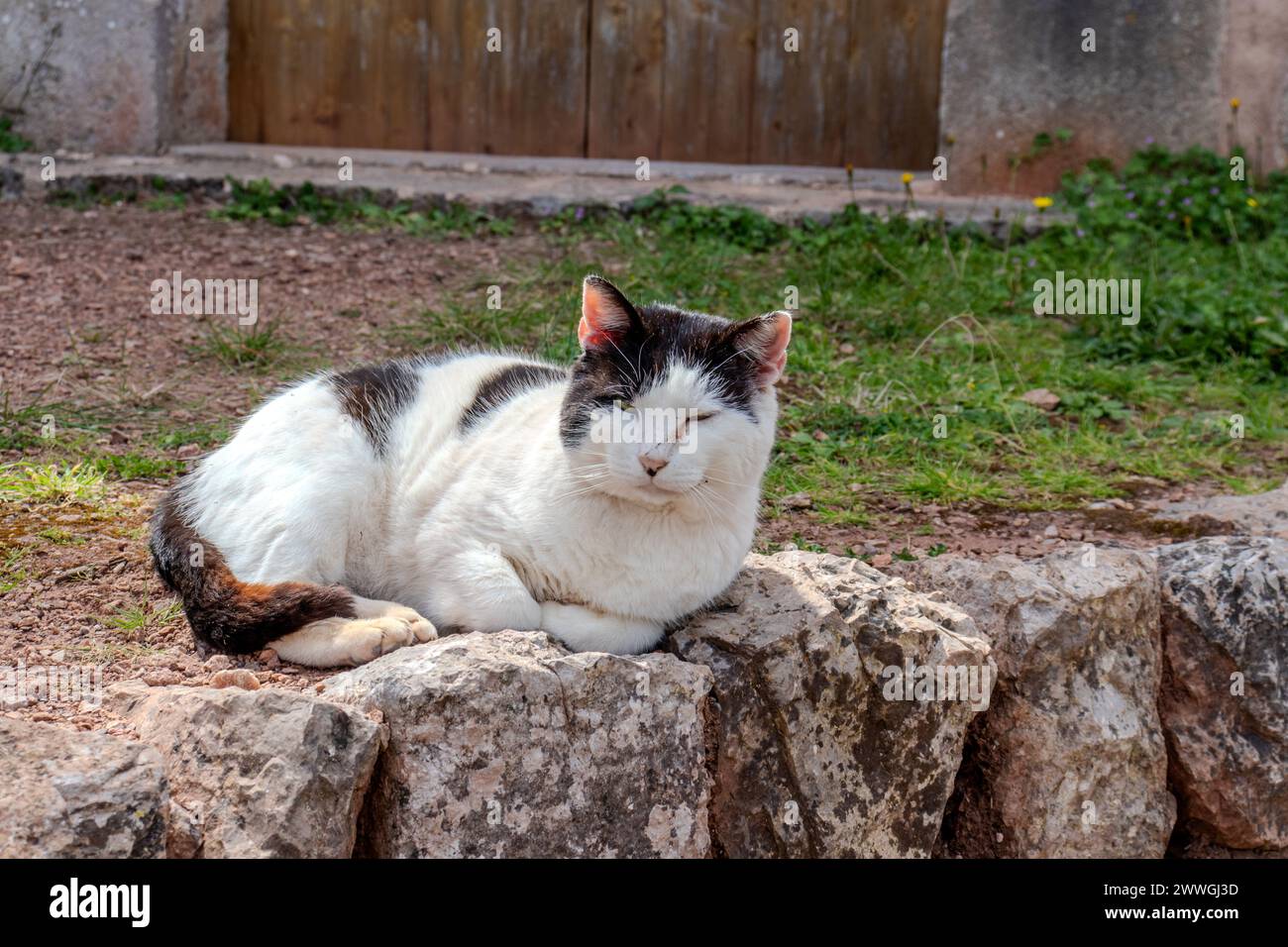 Gatto nero e bizzarro che dorme su un muro di pietra Foto Stock