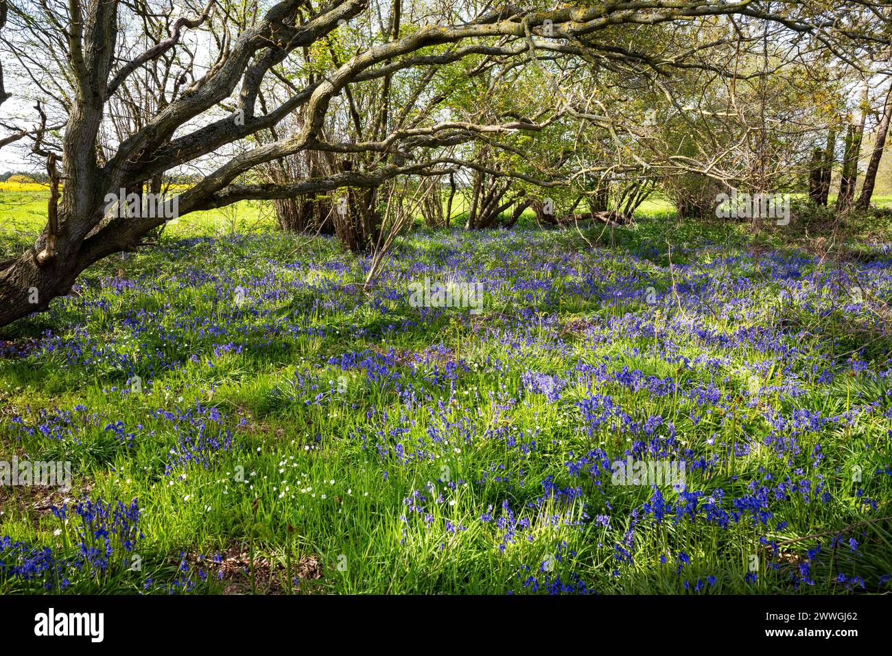 Capel Suffolk in legno di Bluebell Foto Stock