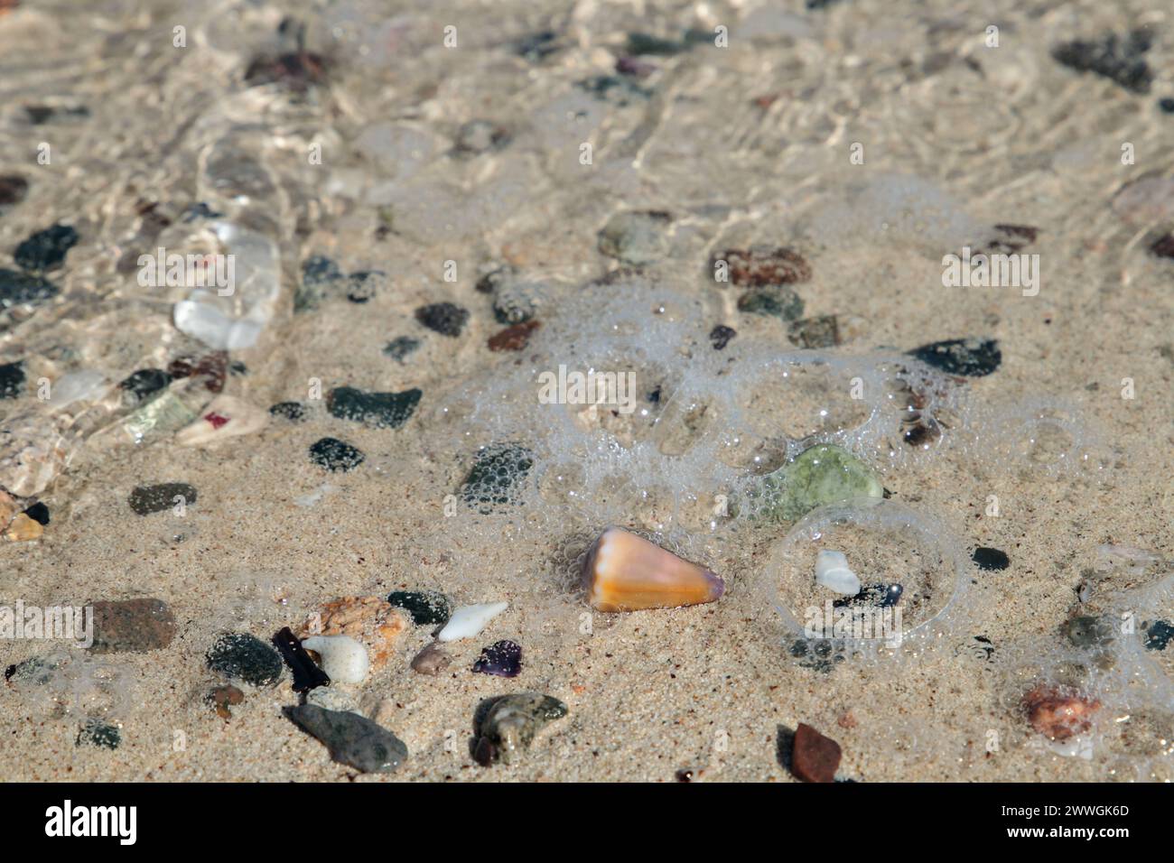 Conchiglie e pietre lavate a terra su una spiaggia. Foto Stock