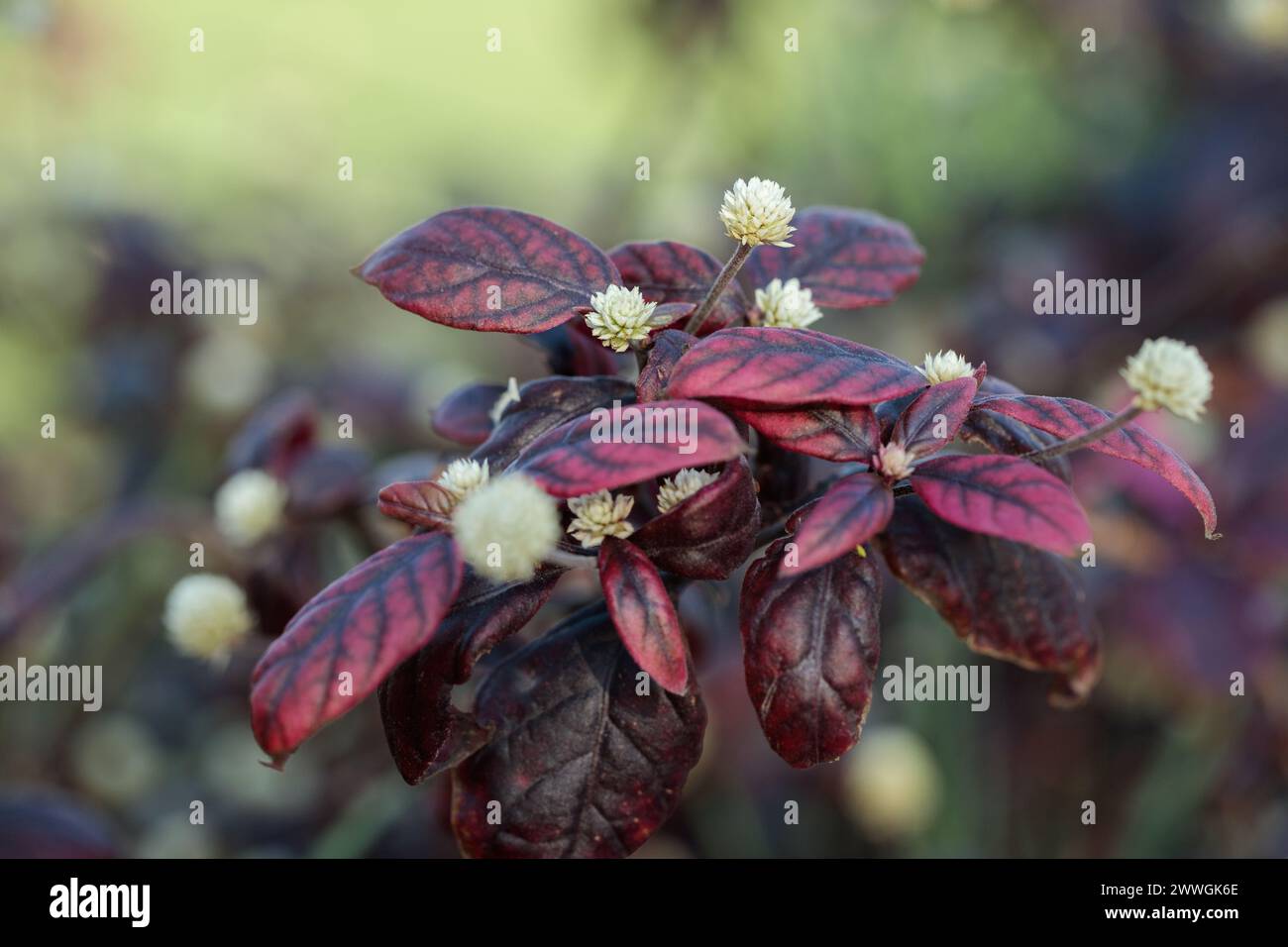 Joyweed in fiore in un giardino (genere Alternanthera). Foto Stock