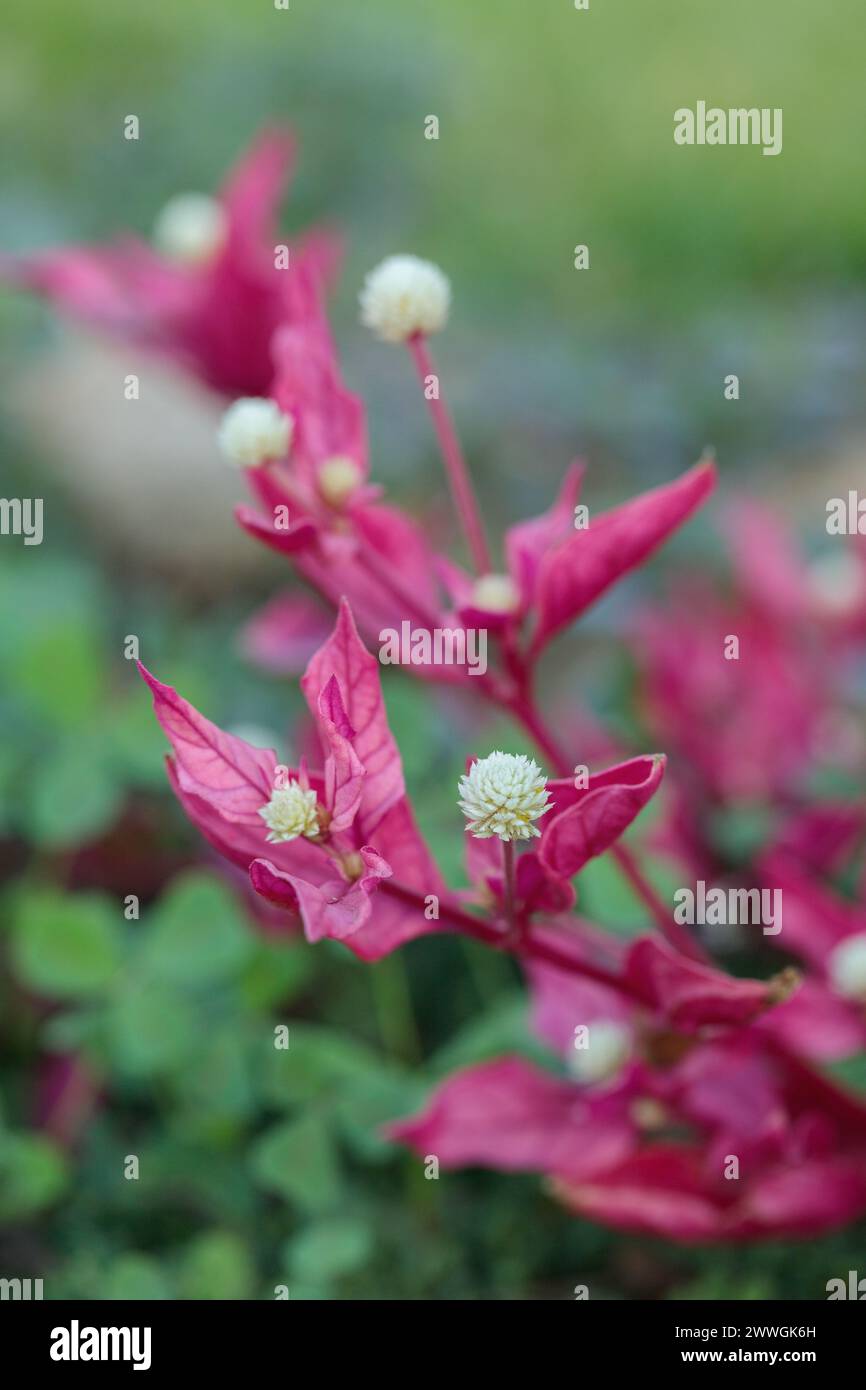 Joyweed in fiore in un giardino (genere Alternanthera). Pianta con foglie rosa. Foto Stock