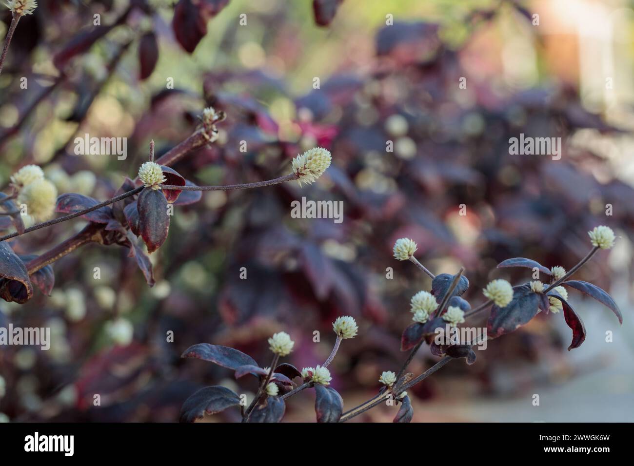 Joyweed in fiore in un giardino (genere Alternanthera). Foto Stock