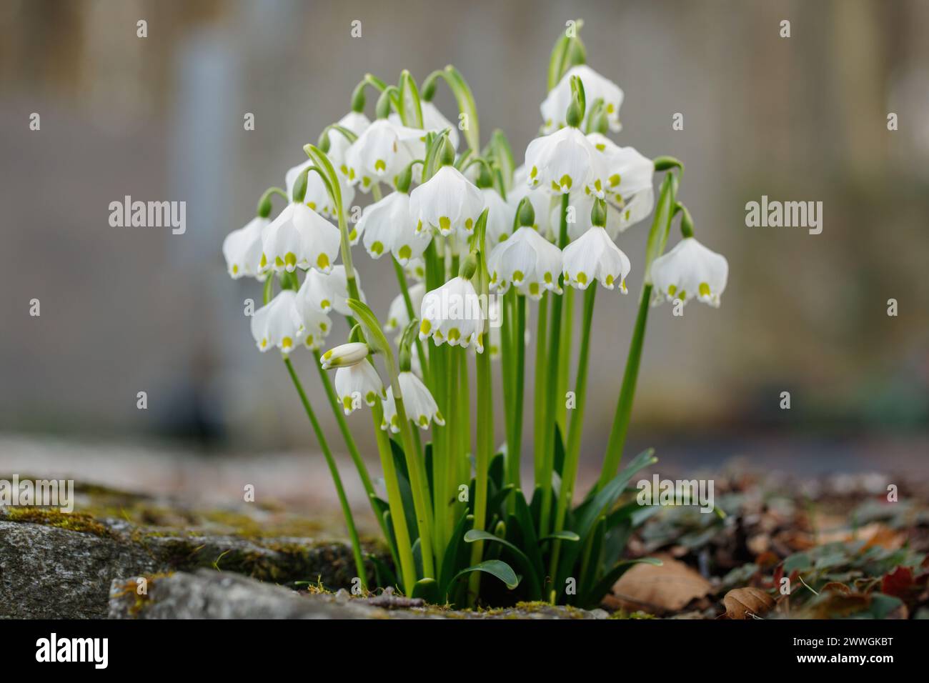 Gruppo di fiocchi di neve primaverili (Leucojum vernum).spazio per il testo. Foto Stock