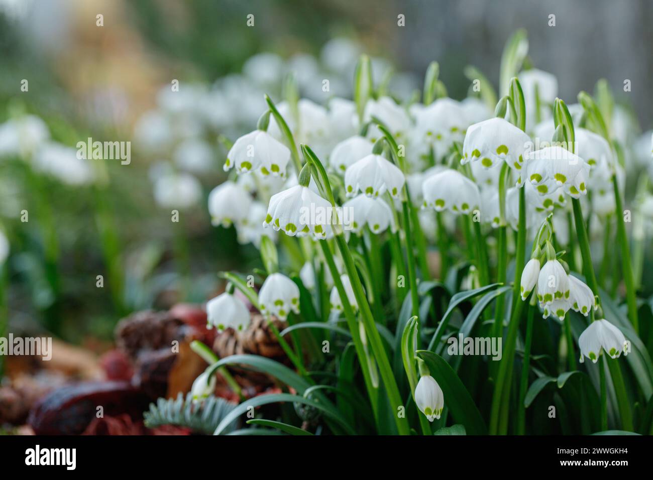 Gruppo di fiocchi di neve primaverili (Leucojum vernum).spazio per il testo. Foto Stock