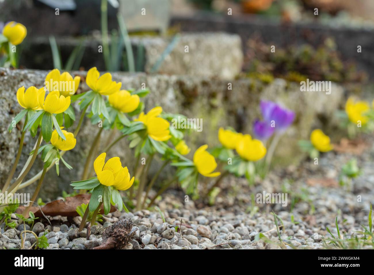 Aconiti invernali gialli (Eranthis hyemalis) piantati come pianta ornamentale vicino ai marciapiedi in un giardino. Foto Stock