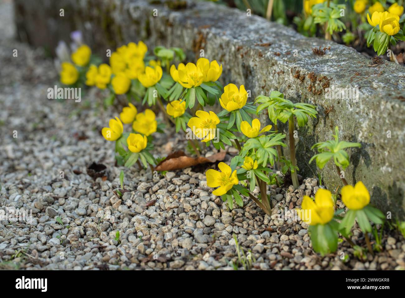 Aconiti invernali gialli (Eranthis hyemalis) piantati come pianta ornamentale vicino ai marciapiedi in un giardino. Foto Stock