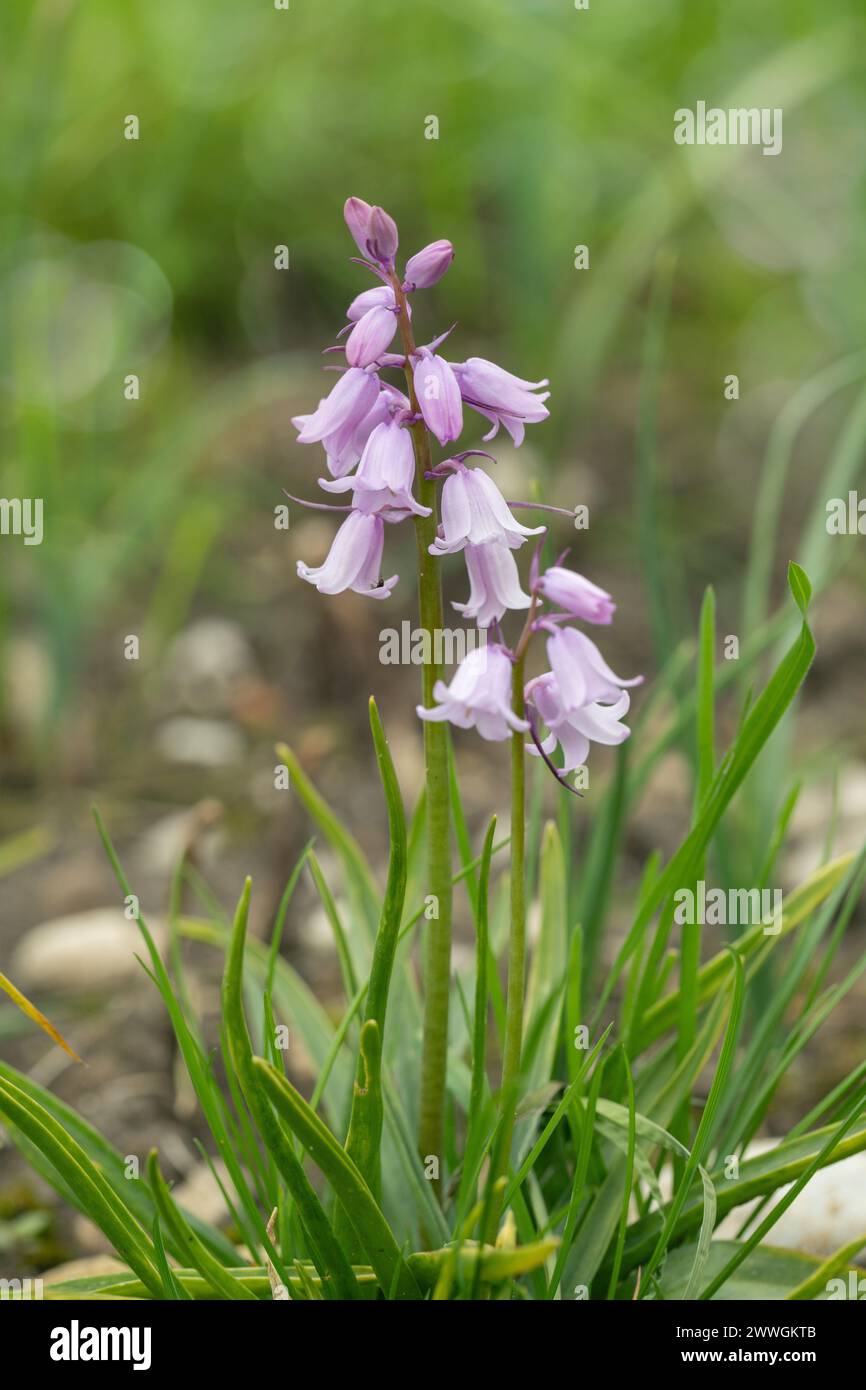 Campanelli spagnoli rosa (genere Hyacinthoides). Foto Stock