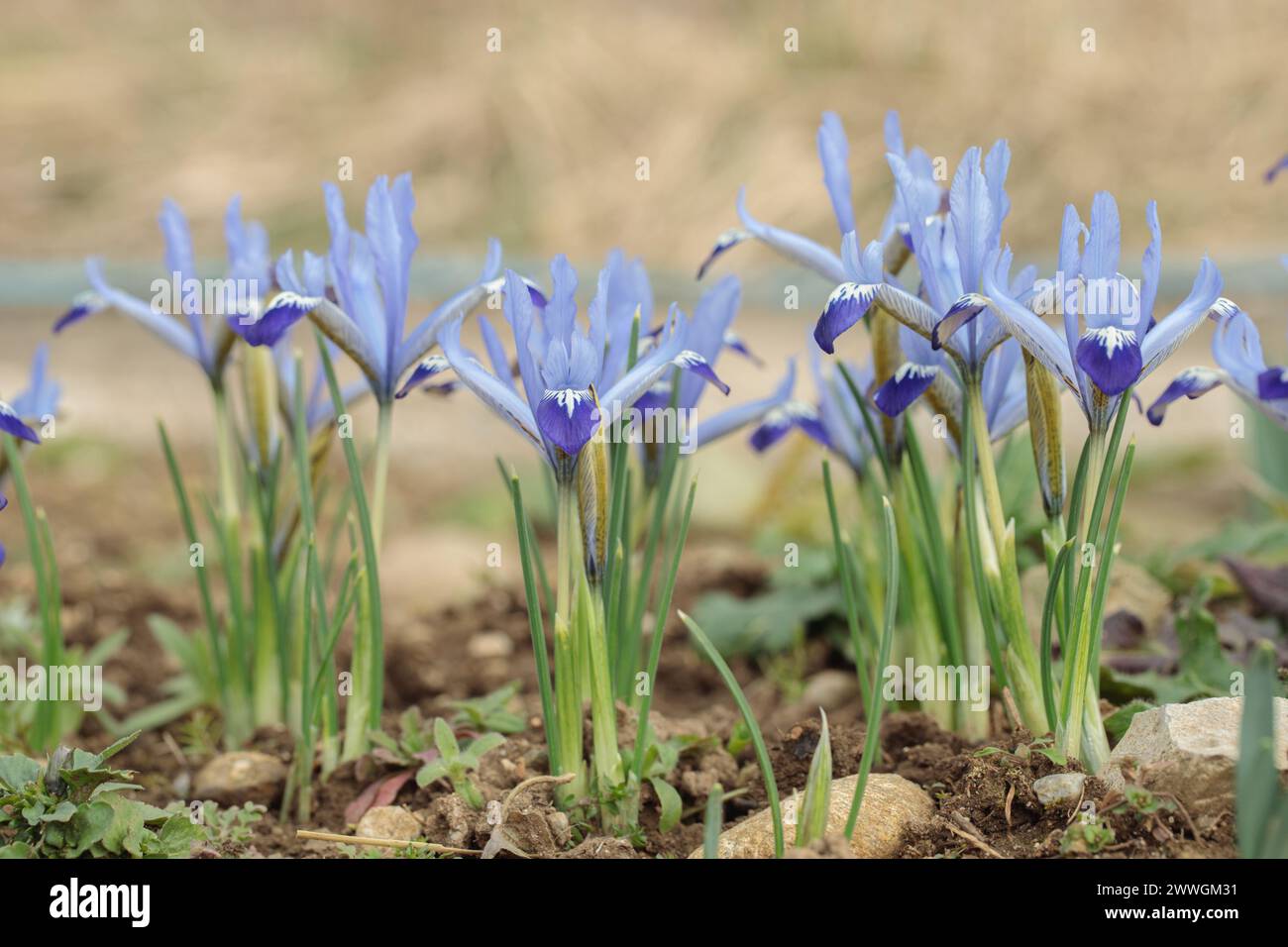 Iris reticulata in fiore in un giardino. Foto Stock