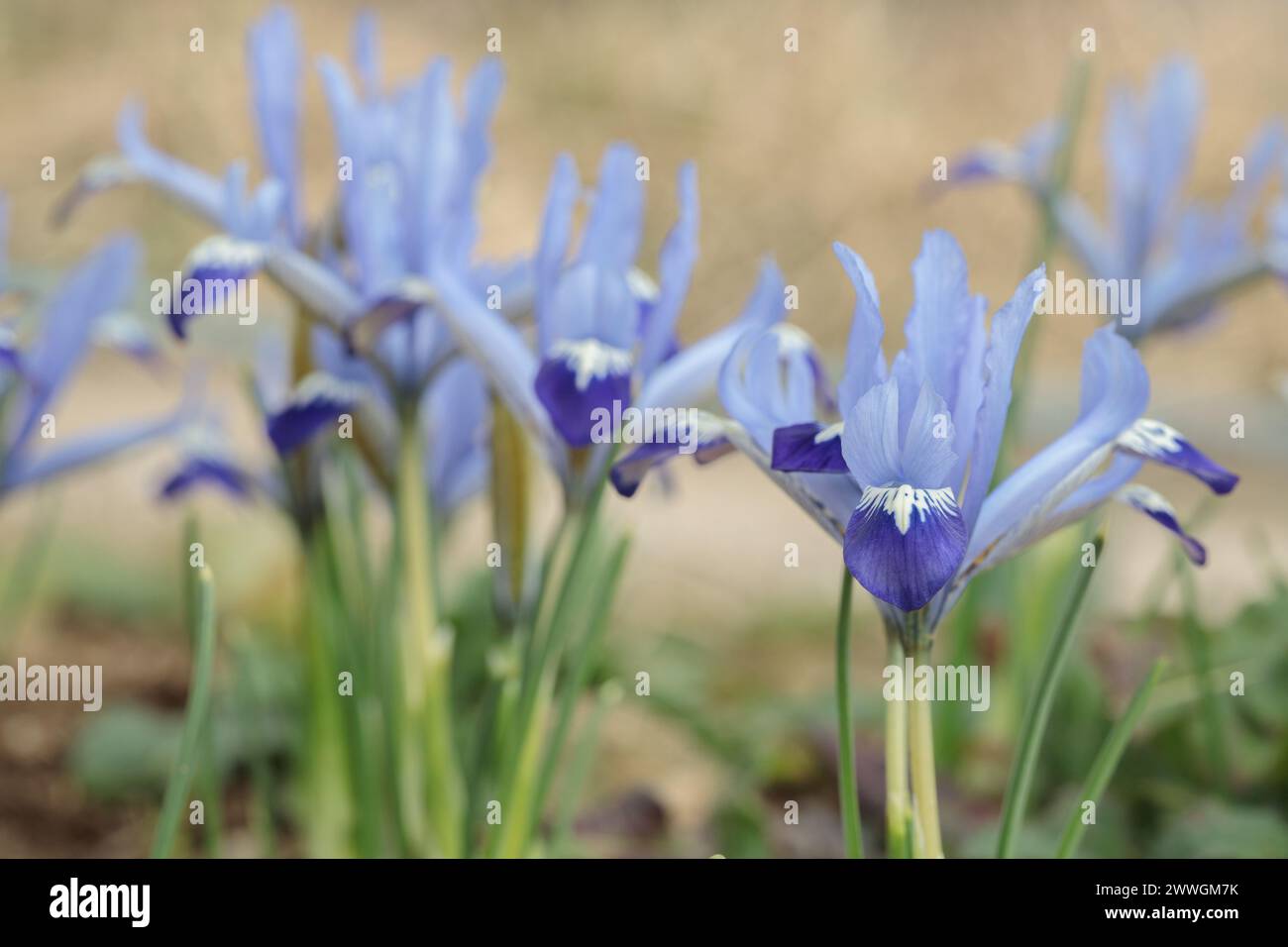 Iris reticulata in fiore in un giardino. Foto Stock