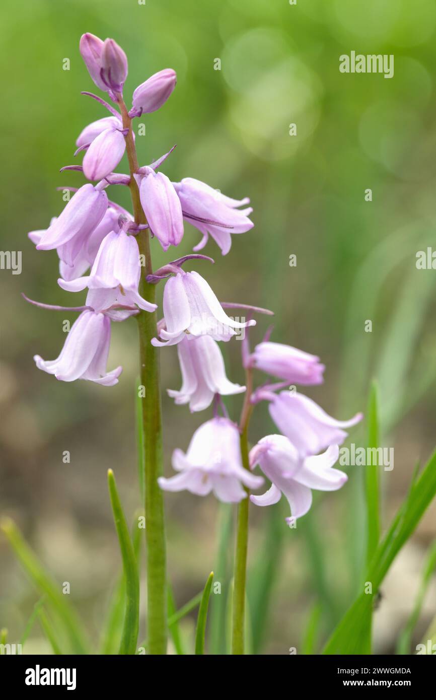 Campanelli spagnoli rosa (genere Hyacinthoides). Foto Stock