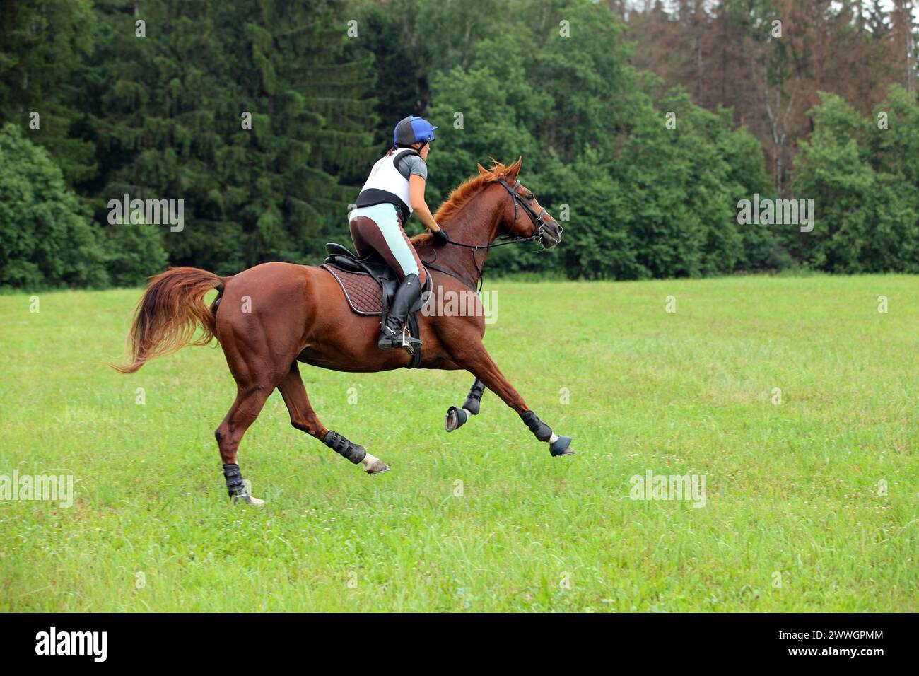 Bella donna equestre che cavalca il fondo Foto Stock