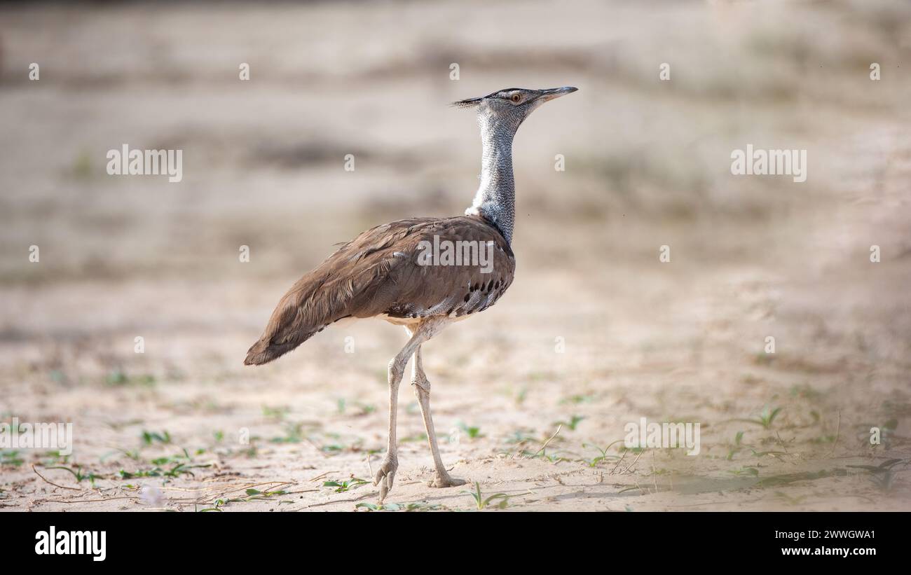 - Kori bustard (Ardeotis kori) Kgalagadi Transborder Park, Sudafrica Foto Stock