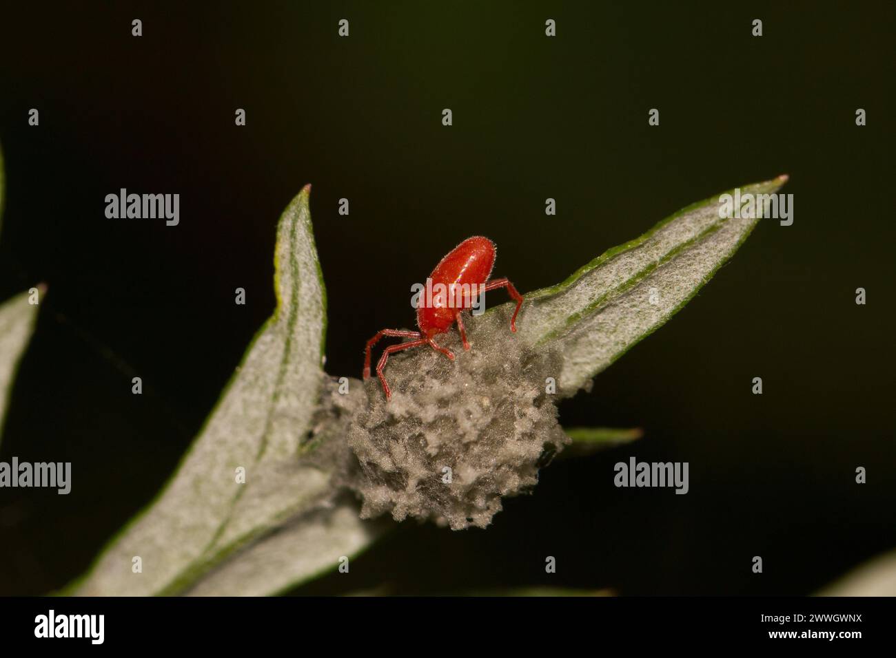 Acaro rosso (Balaustium) che indaga su un sacco di uovo ragno Foto Stock