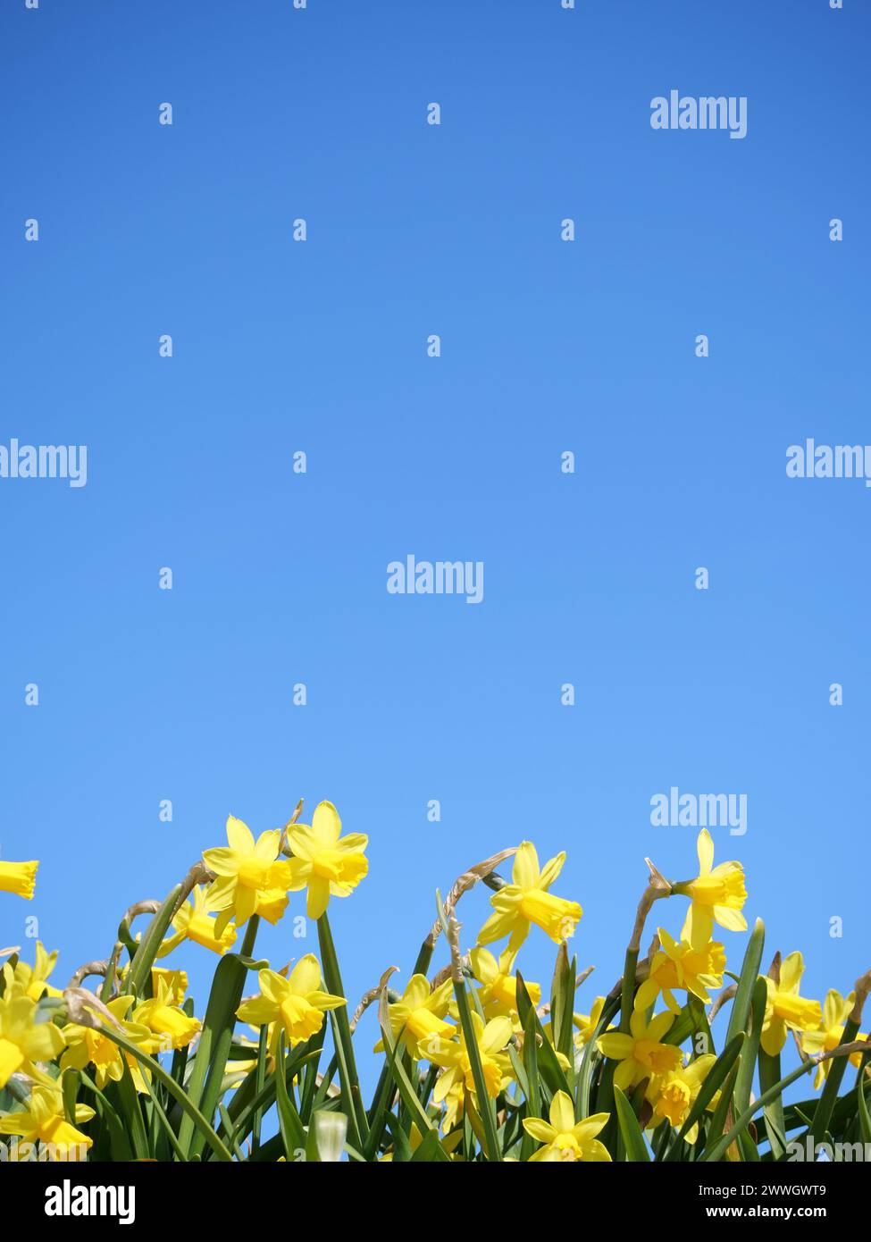 Un narcidio giallo contro un cielo blu Foto Stock