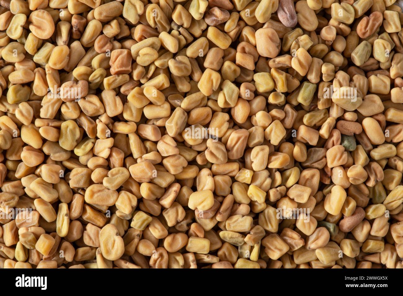 Consistenza dei semi di fieno greco giallo Foto Stock