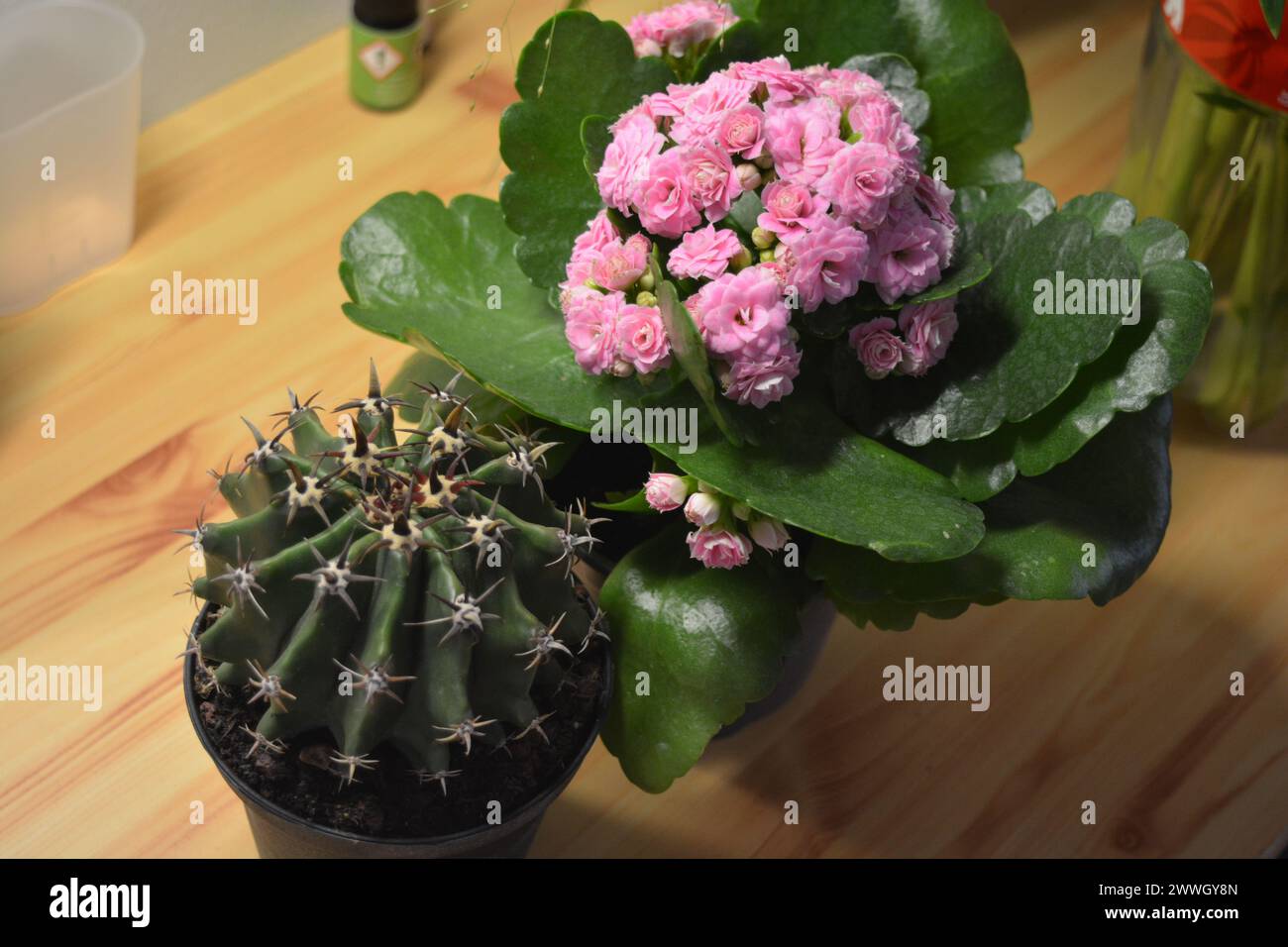 Bellissimi fiori di casa, piante di casa. Un grande cactus verde e un Kalanchoe fiorito che cresce in vasi di plastica. Foto Stock