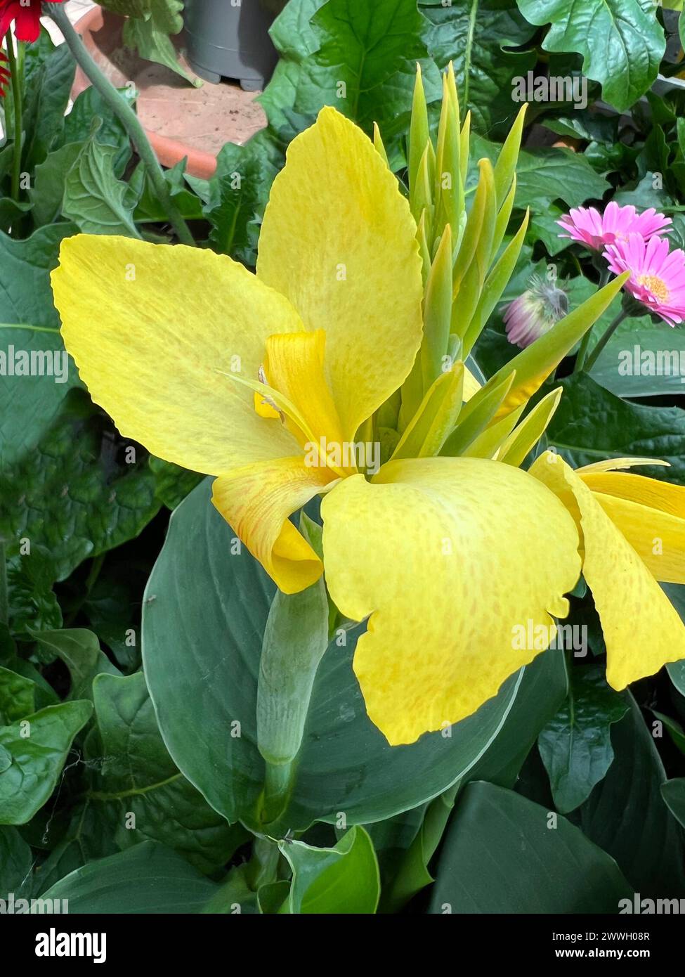 Blumenrohr, canna indisches Blumenrohr ist eine sehr dekorative und imposante Pflanze fuer den Garten als auch Toepfe und Kuebel. Canna da fiore, canna I. Foto Stock