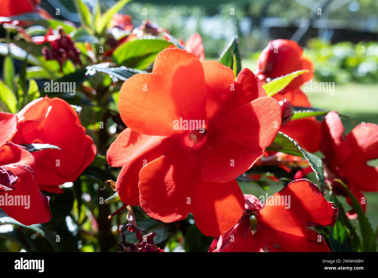 Fiore rosso della nuova Guinea impatiens (Impatiens hawkeri) in giardino Foto Stock