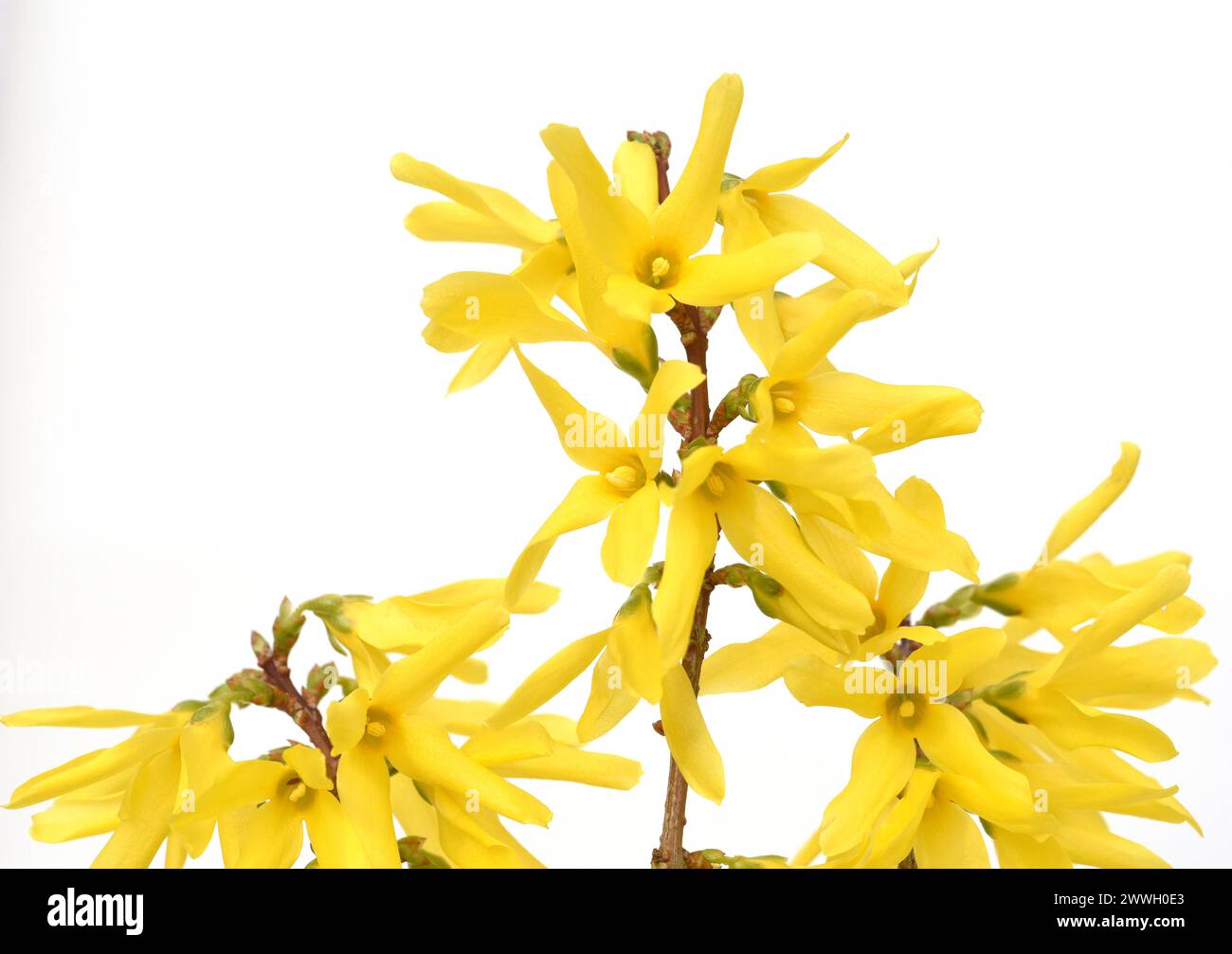 Forsythie, auch Garten-Forsythie, Goldflieder oder Goldgloeckchen genannt, ist ein haeufig gepflanzter Zierstrauch. Forsythia, chiamata anche fors da giardino Foto Stock