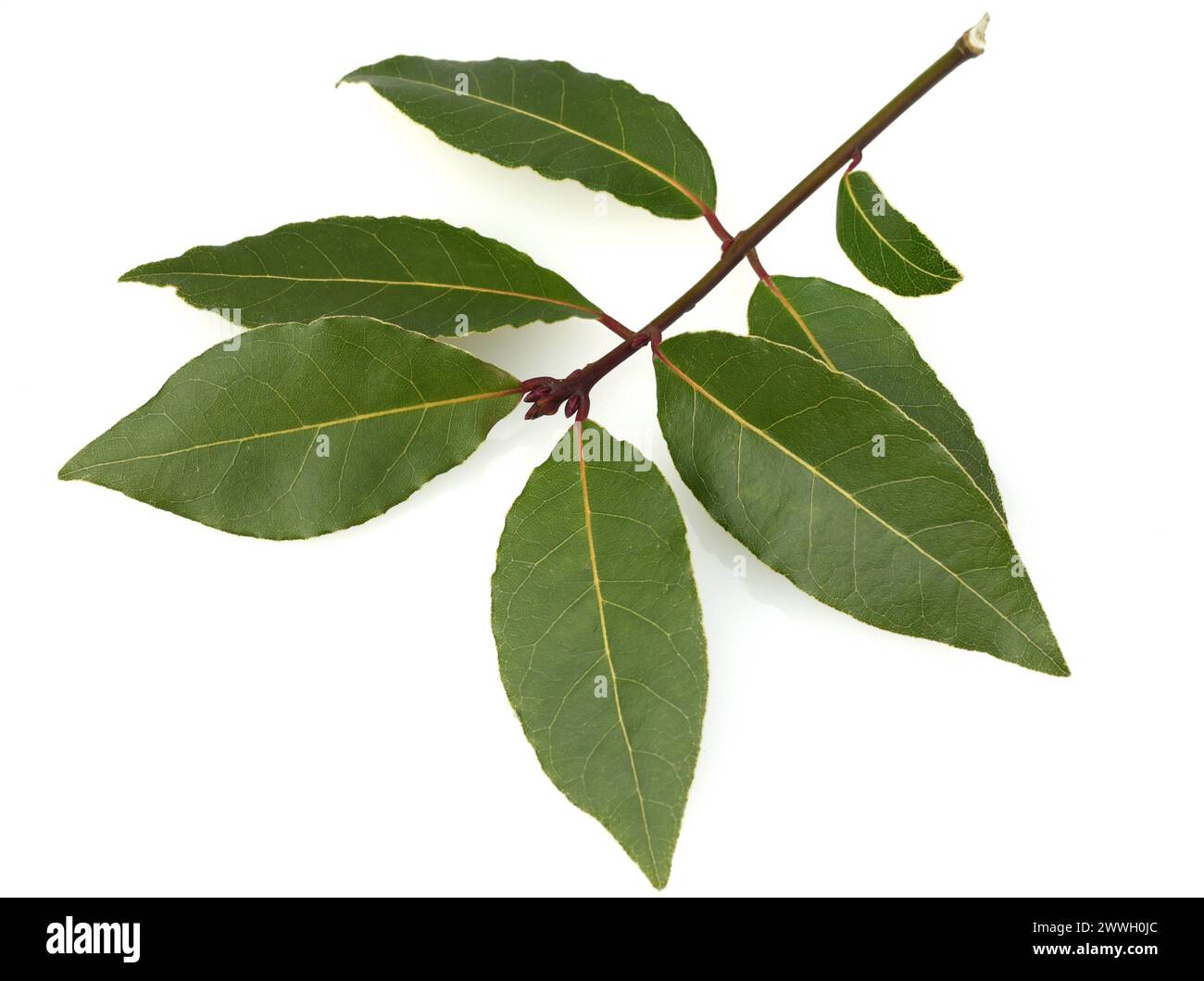 Immergruene Lorbeer ist ein ideales Gewuerz für die Terrasse und die Kueche. Lorbeer verleiht den Speisen einen leicht wuerzigen Geschmack. Questa volta Foto Stock