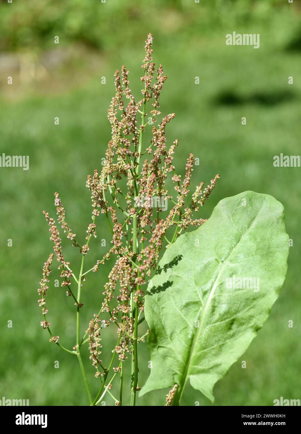 Sauerampfer, Rumex acetosa, ist eine Gemuese- und Heilpflanze die auch auf Wiesen wild vorkommt. L'Orrel, Rumex acetosa, è una p vegetale e medicinale Foto Stock