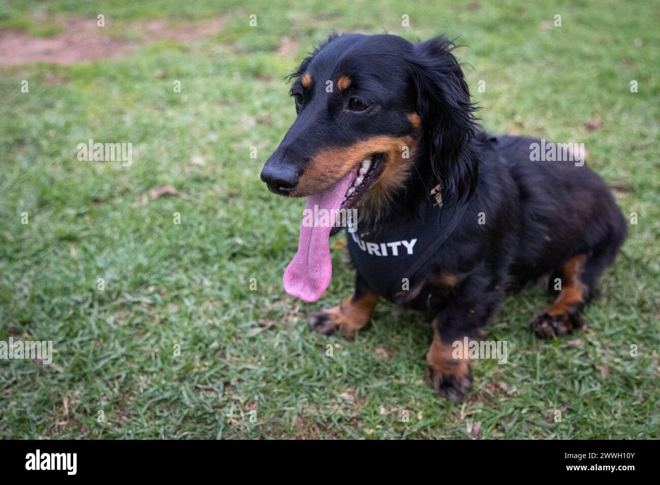Un dachshund concentrato in un giubbotto di sicurezza dà un aspetto deciso. Foto Stock