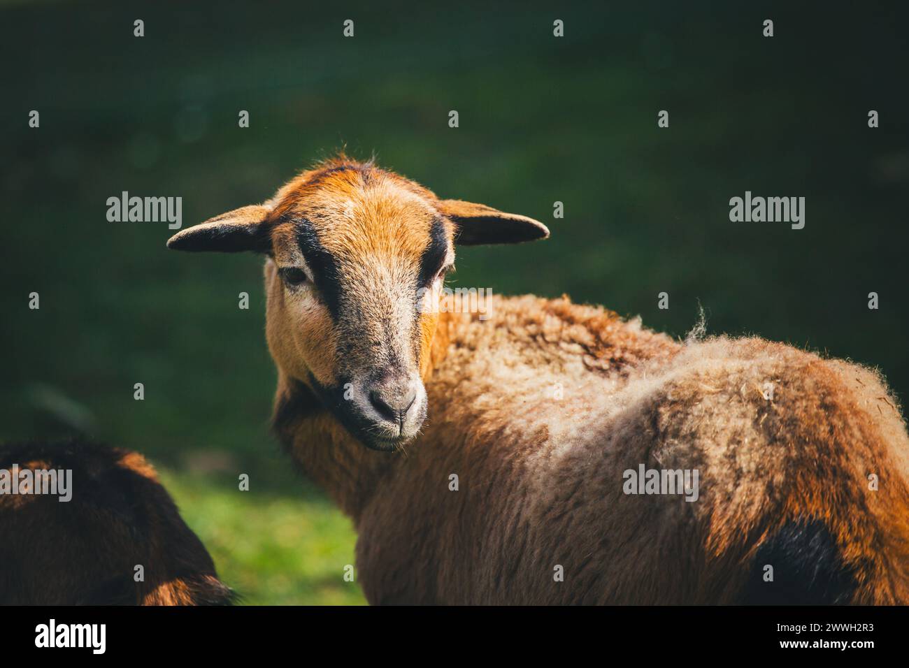 Delle pecore del Cameroun Foto Stock