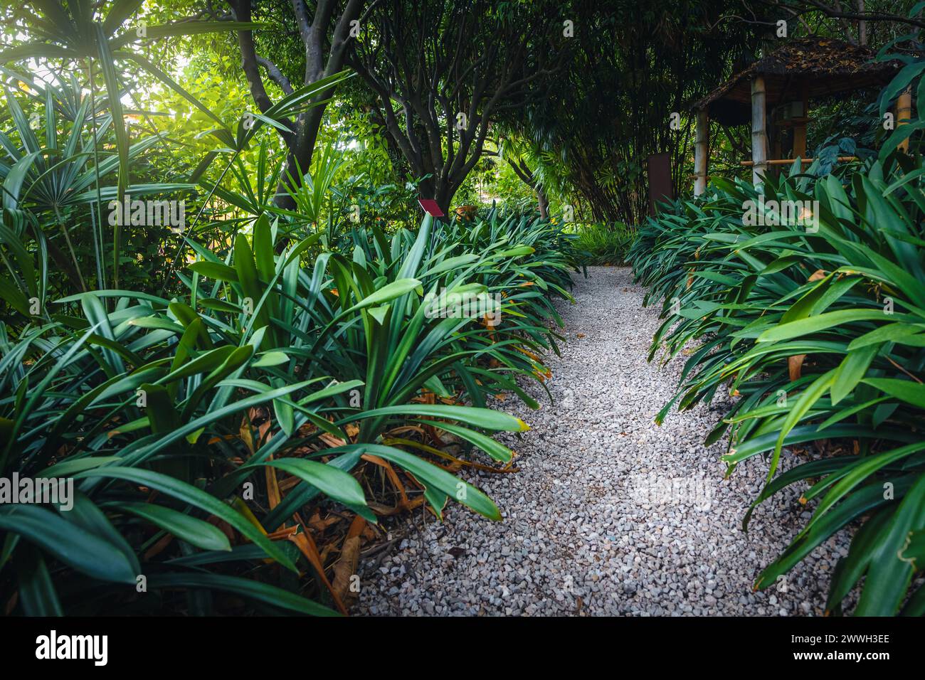 Bellissimo e stretto sentiero di ghiaia tra le piante mediterranee nel giardino botanico di Mentone, Provenza Alpi Costa Azzurra, Francia, Europa Foto Stock