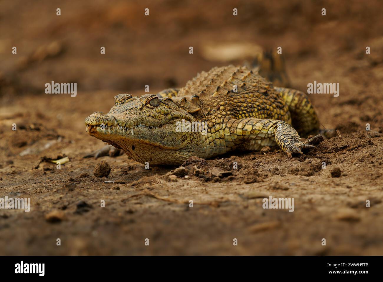 Coccodrillo del Nilo - Crocodylus niloticus grandi coccodrilli nativo di habitat d'acqua dolce in Africa, la posa sul lungofiume e bocca di apertura con grande te Foto Stock