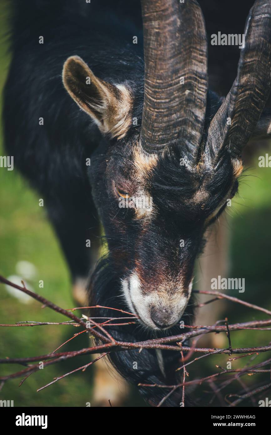 Ramcapra nera Foto Stock