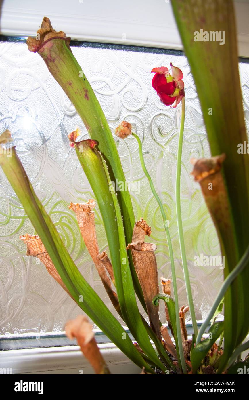Caraffe trombe (Sarracenias) in casa Foto Stock