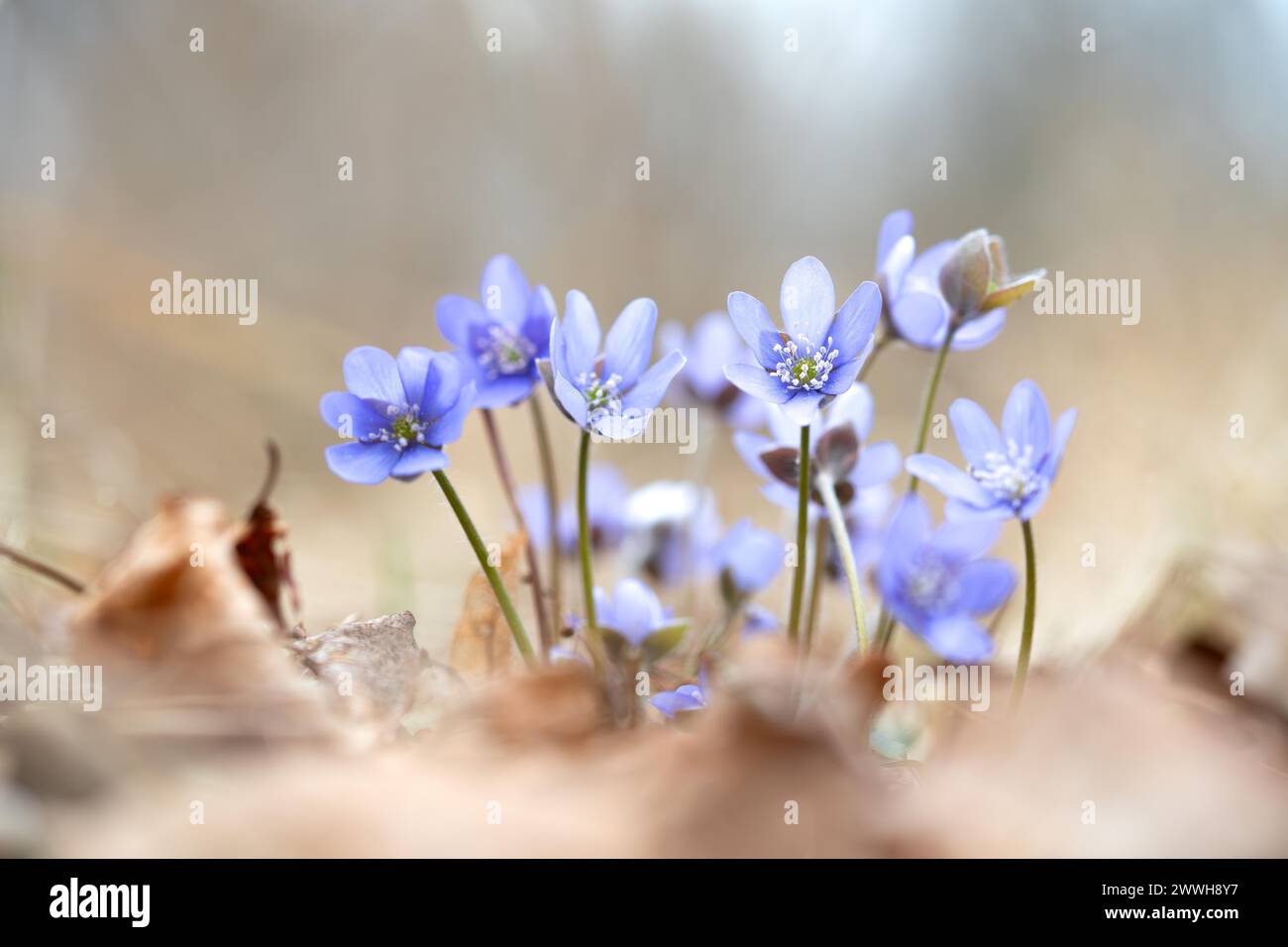 Verdura comune (Hepatica nobilis), fiori alla luce del sole tra le foglie sul fondo della foresta, Brandeburgo, Germania Foto Stock