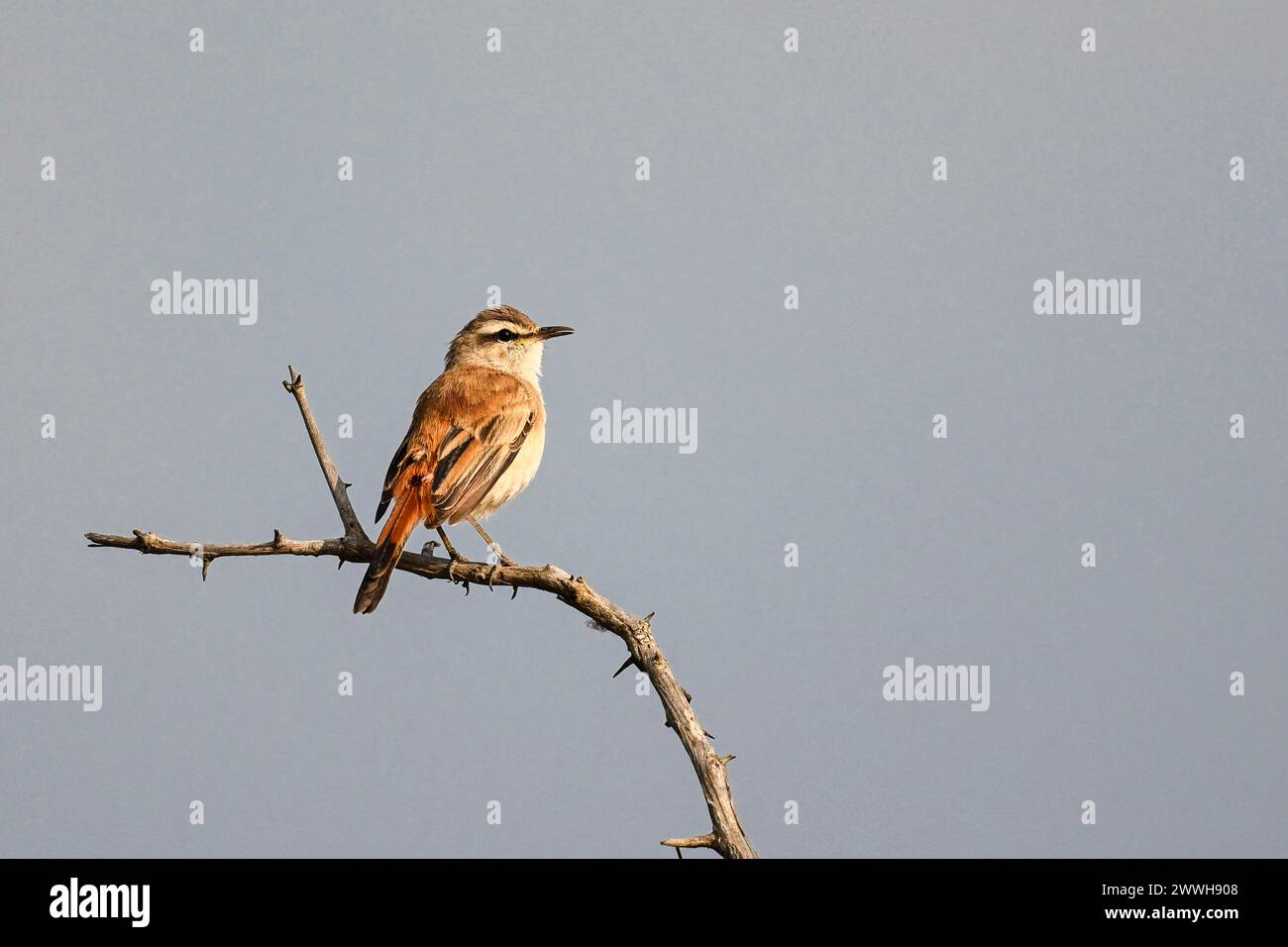 Kalahari scrub robin (Cercotrichas paena), Madikwe Game Reserve, North West Province, Sud Africa, RSA Foto Stock