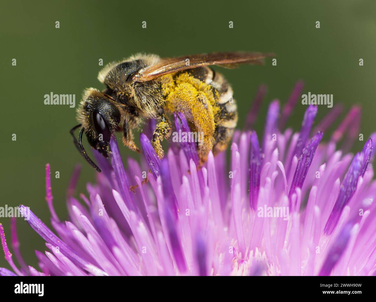 Ape sudore (Halictus scabiosae) alla ricerca di polline su un fiore di scabiosa, Vallese, Svizzera Foto Stock
