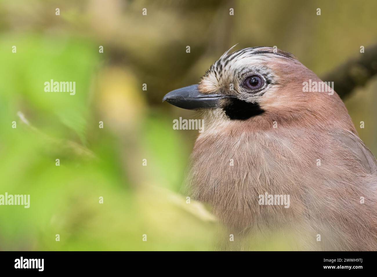 Primo piano di un jay (Garrulus glandarius), ritratto di un animale, Assia, Germania Foto Stock