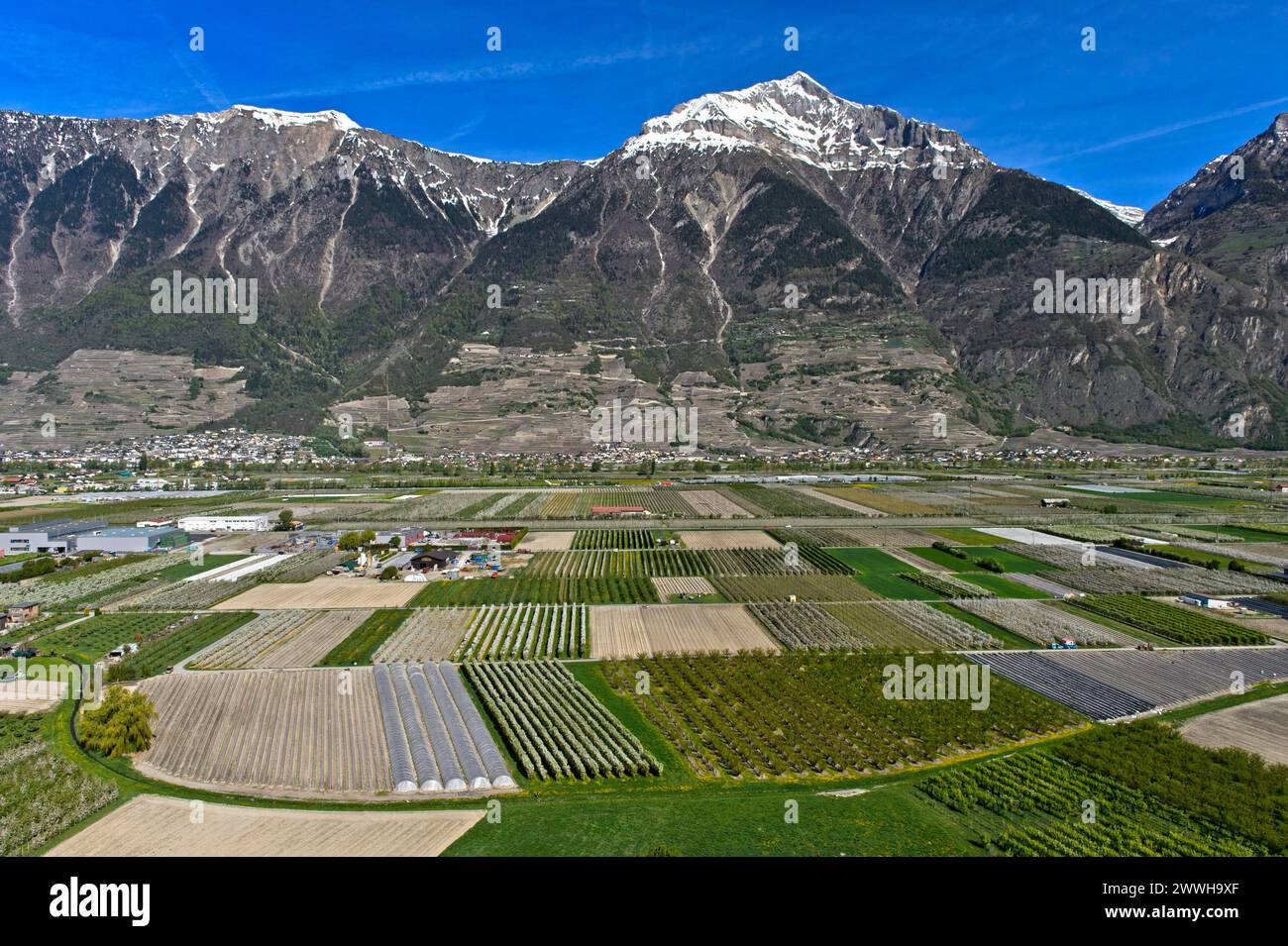 Campi e piantagioni per la coltivazione di frutta e verdura sotto la cima innevata del Grand Chavalard nella valle del Rodano, Charrat Foto Stock