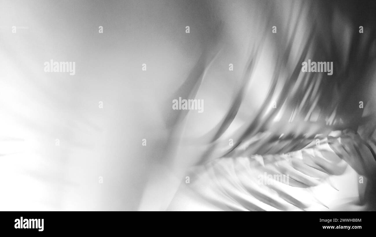 Sfondo monocromatico astratto con foglia di palma e ombra della foglia di palma Foto Stock
