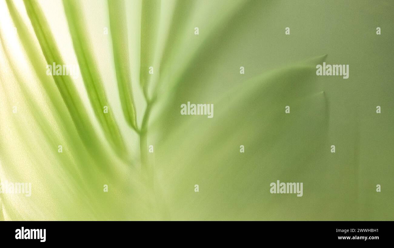 Sfondo verde astratto con foglia di palma e ombra della foglia di palma Foto Stock