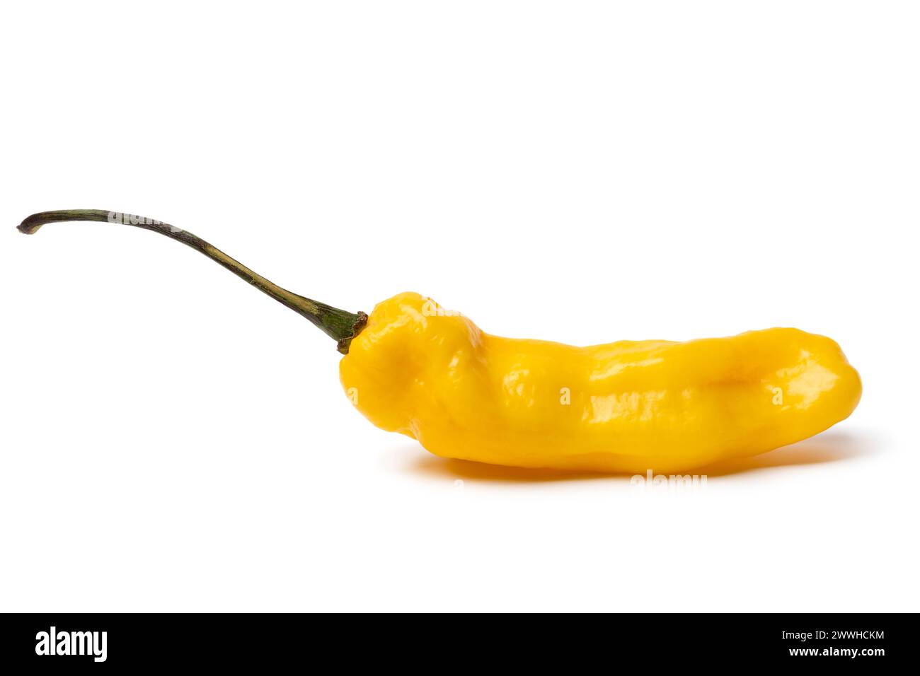 Singolo peperoncino Madame Jeanette, intero, fresco e maturo, primo piano isolato su sfondo bianco Foto Stock