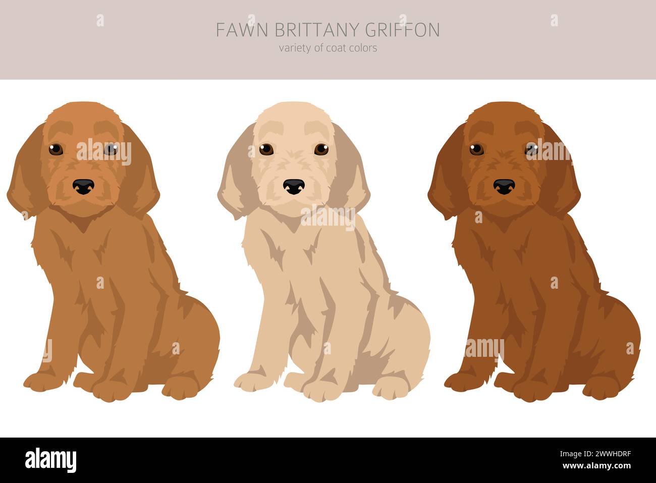 Fawn Brittany Griffon cucciolo clipart. Set di colori diversi per il rivestimento. Illustrazione vettoriale Illustrazione Vettoriale