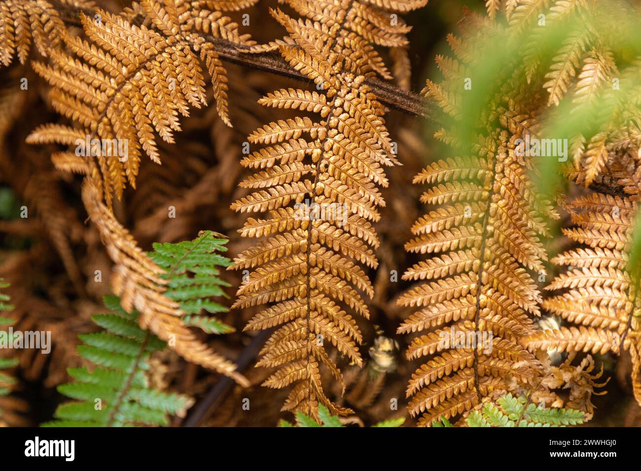 Foglia d'oro: Foglie dell'iconica felce d'argento neozelandese (Alsophila tricolor) o punga bagliore dorato. Sfondo. Modello. Foto Stock
