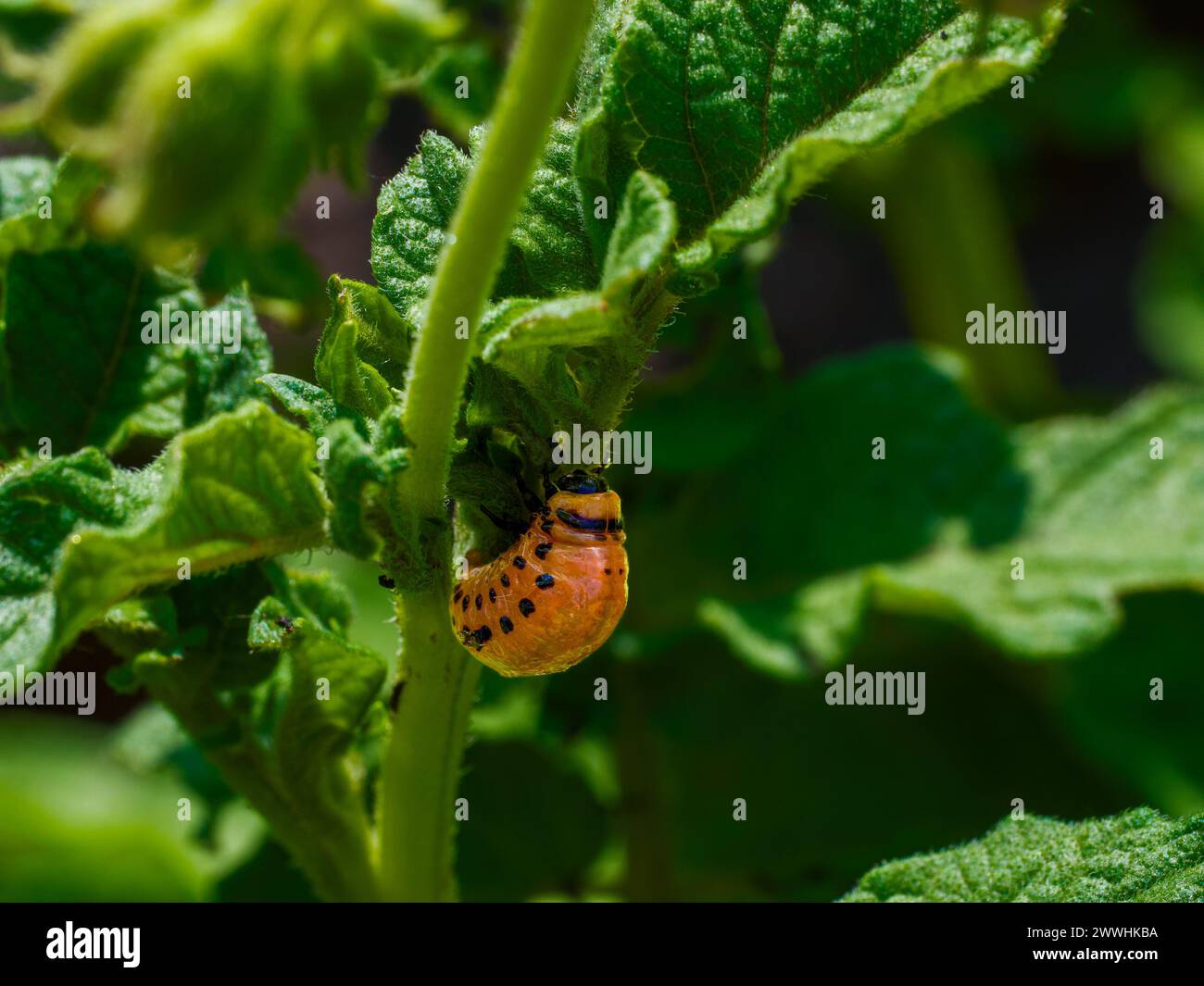 Un bruco rosso con macchie nere si aggancia a uno stelo verde brillante. Foto Stock