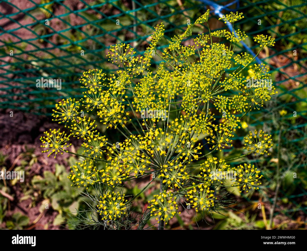 Una pianta con piccoli fiori gialli luminosi su lunghi gambi verdi. Foto Stock