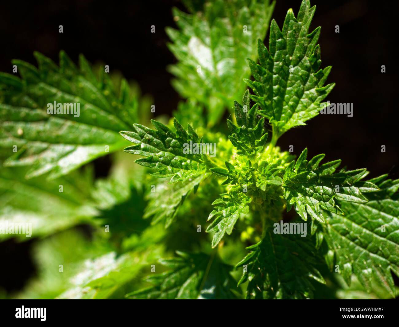 Foglie verdi illuminate dal sole con una texture dettagliata e motivi venati complessi visibili. Foto Stock