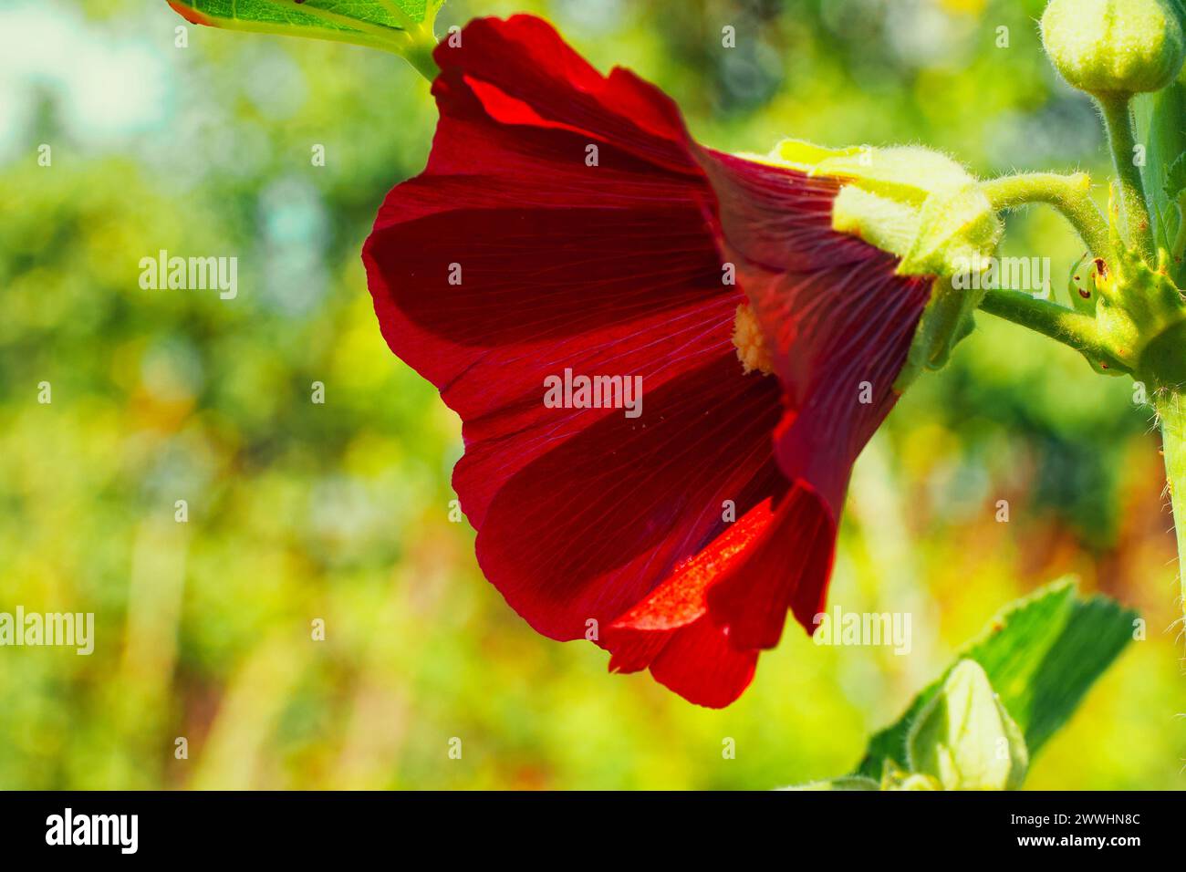 Un primo piano di un vivace fiore rosso con venature visibili, circondato dal verde sotto la luce del sole. Foto Stock