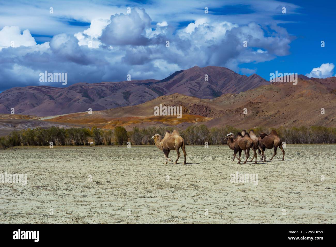Mandria di cammelli nel paesaggio delle steppe mandria di cammelli e paesaggio delle steppe Mountain View, cielo blu con nuvole. Steppa Chuya Steppe Kuray nell'Altai Mo siberiano Foto Stock