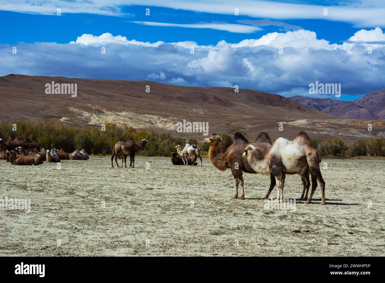 Cammelli nel paesaggio delle steppe cammelli nel paesaggio delle steppe, cielo blu con nuvole. Steppa Chuya Steppe Kuray nelle montagne dell'Altai siberiano, Russia Foto Stock