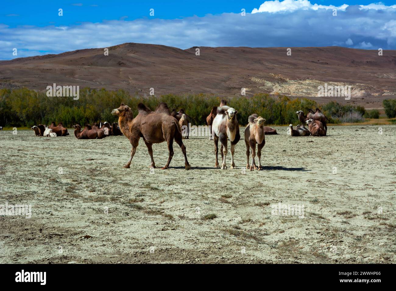 Mandria di cammelli nella steppa mandria di cammelli nel paesaggio steppico, cielo blu con nuvole. Steppa Chuya Steppe Kuray nelle montagne dell'Altai siberiano, Russia C. Foto Stock