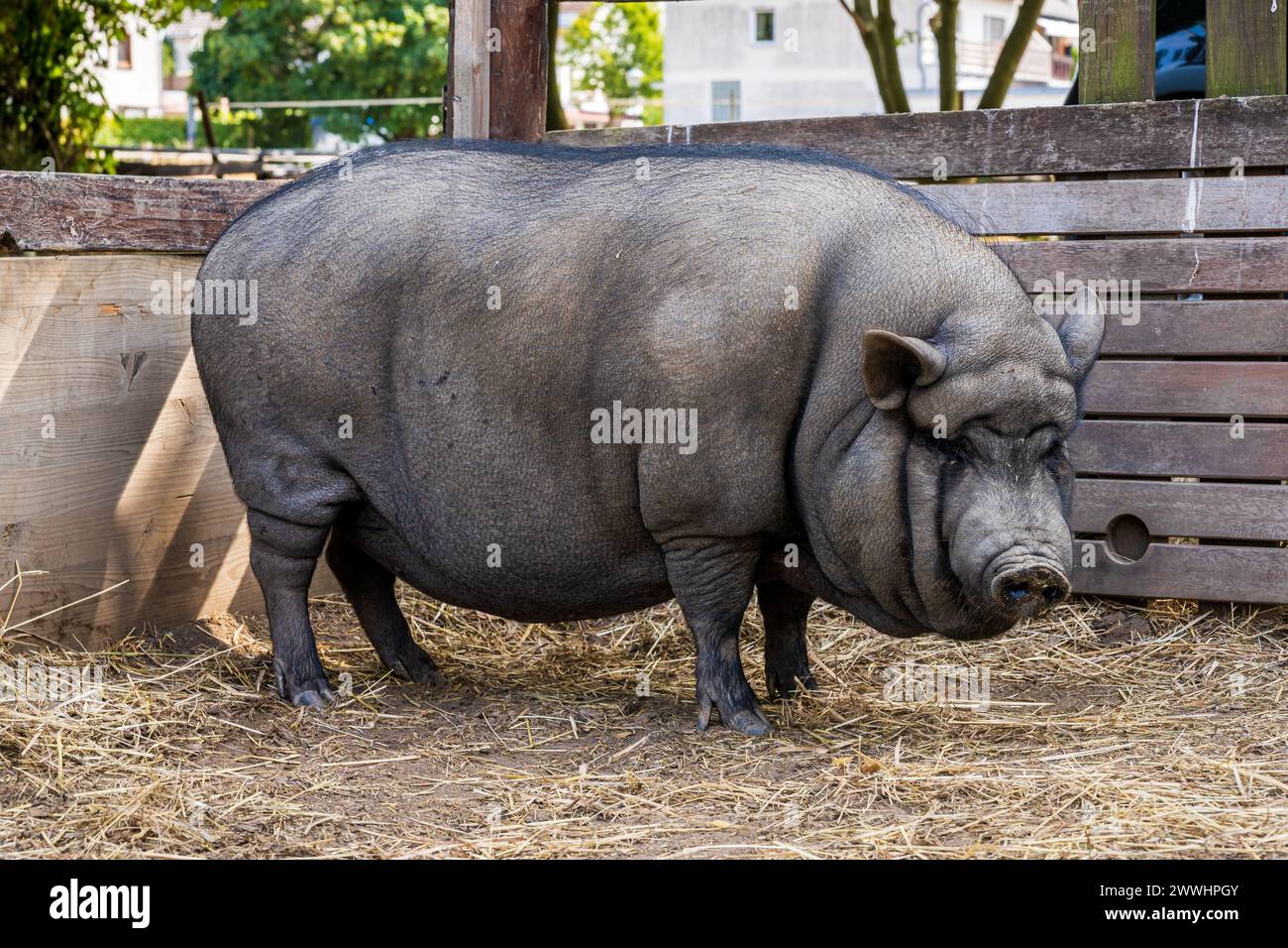 Un maiale con panciotto nero nel suo recinto Foto Stock